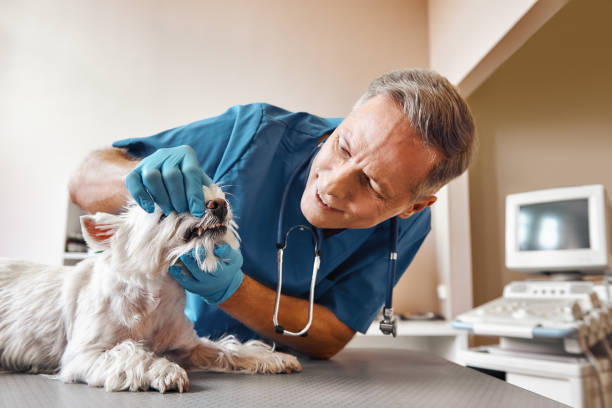 Best Pediatric Emergency Dentist in Saint Johns University, MN